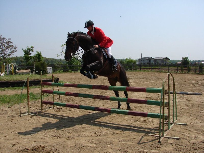 Arkadia Horse Club - Cursuri echitatie