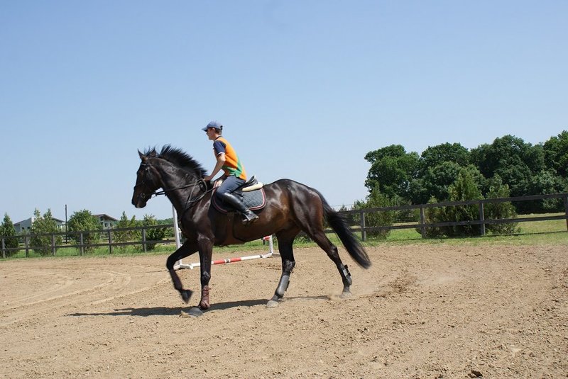 Arkadia Horse Club - Cursuri echitatie